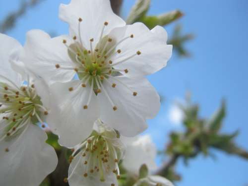 Cherry Blossom Spring Blossom Bloom Blossom Bloom