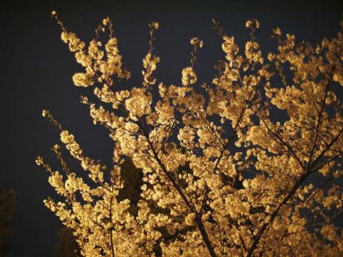 Cherry Blossoms Night