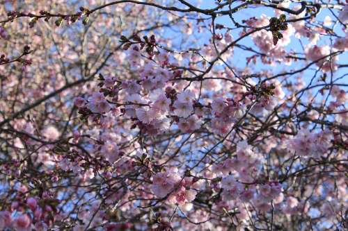 Cherry Blossoms Flowers Tree Spring Pink Nature