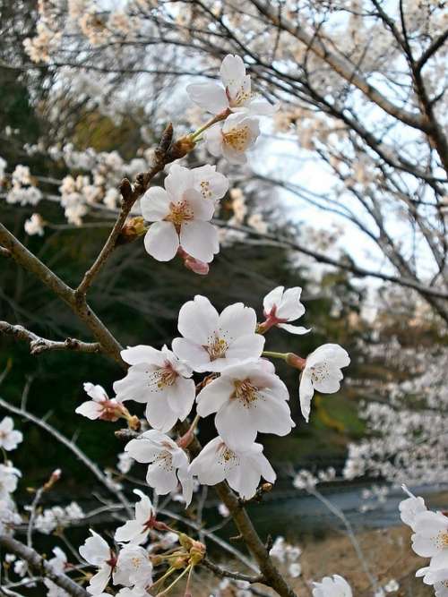 Cherry Blossoms Cherry Tree Cherry Blossom Spring