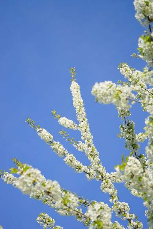Cherry Blossoms Flowers White Tree Flowering Twig