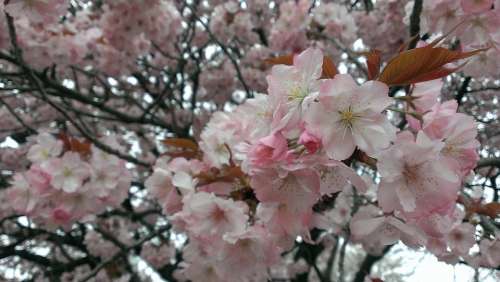 Cherry Blossoms Spring Wild Cherry
