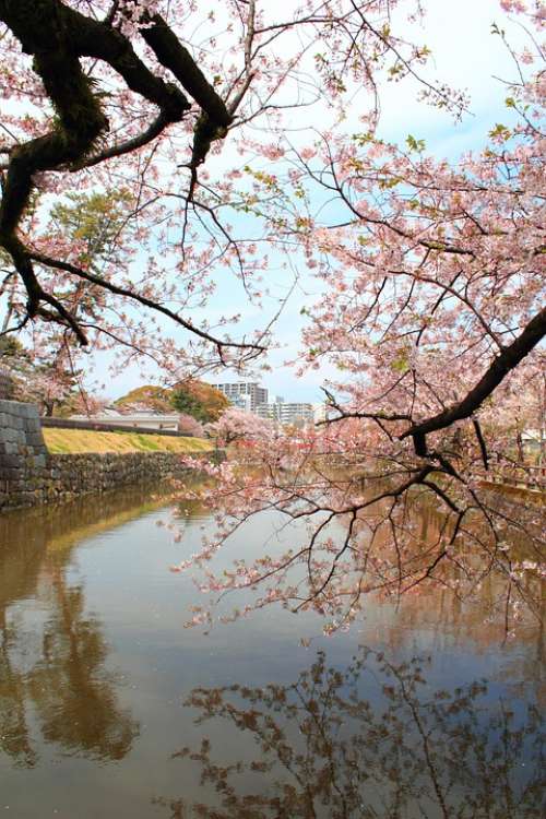 Cherry Blossoms The Moat Castle Spring Plant Japan