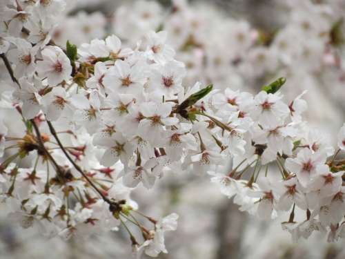 Cherry Flowers Spring Flowers