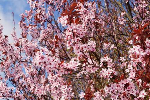 Cherry Plum Cherry Blossom Prunus Cerasifera Nigra