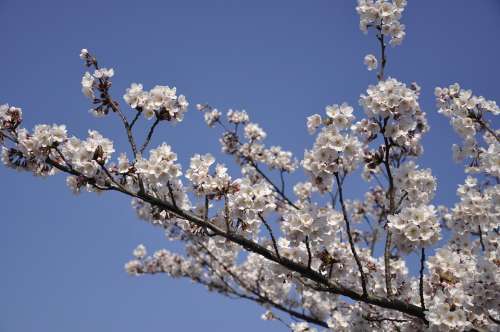 Cherry Tree Japan Flowers Blossom Cherry Blossoms