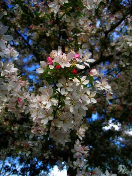 Cherry Tree Blossom Bloom Flowers Sky Clouds