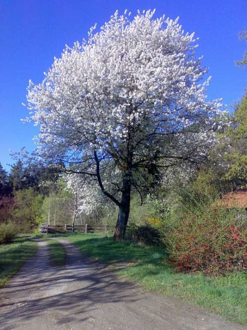 Cherry Tree Blossom Bloom White