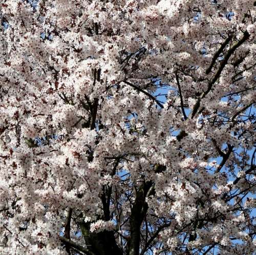 Cherry Tree Cherry Blossoms Tree Flowers Close Up