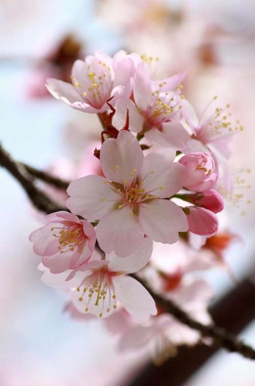 Cherrytree Blossom Spring Nature