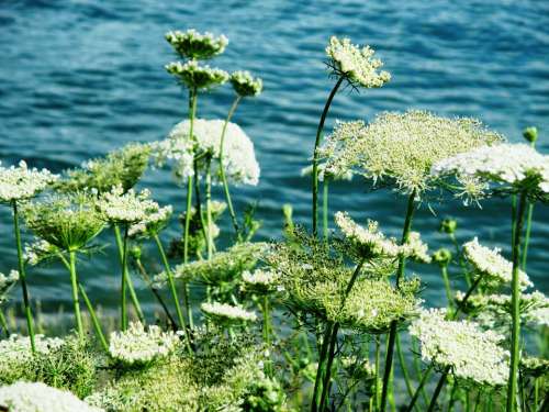 Chervil Grassland Plants Flowers White Water Lake