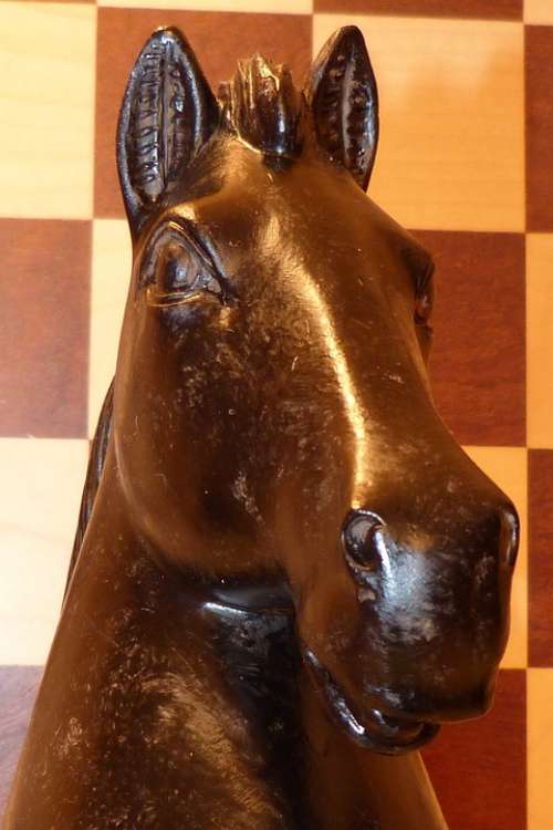 Chess Springer Horse Rössl Head Detail Play