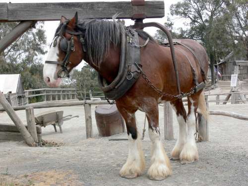 Chestnut Shire Horse Harness Equine Animal Shire