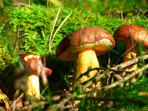 Chestnut Mushroom Autumn Forest Light Sun Nature