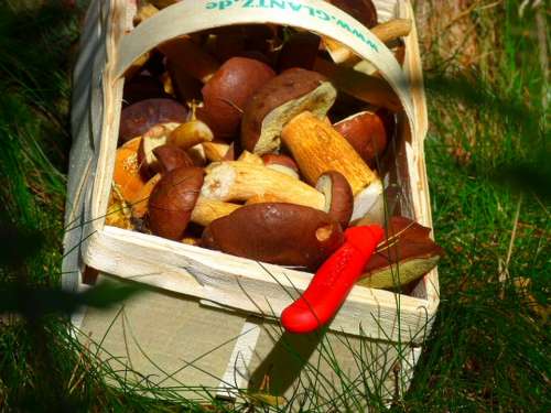 Chestnut Brown Cap Mushroom Basket Collect