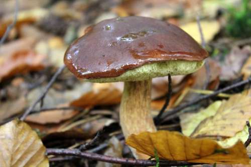 Chestnut Forest Mushroom Mushroom Edible Rac