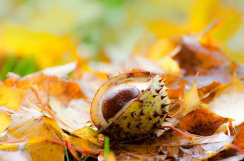 Chestnut Leaf Leaves Background Grass Autumn
