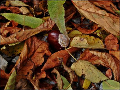 Chestnut Plant Autumn Leaves Dry Leaves