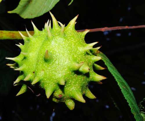 Chestnut Fruit Green Immature Prickly Plant