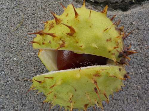 Chestnut Nature Buchengewaechs Shell Prickly