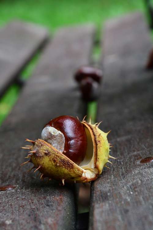 Chestnut Autumn Park