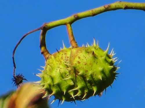 Chestnut Spur Autumn Mood Prickly Shell