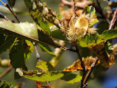 Chestnut Open Autumn Tree Nature
