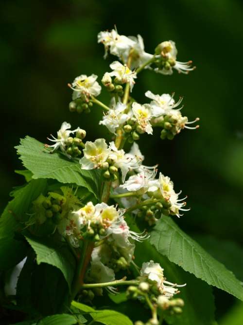 Chestnut Blossom Chestnut Blossom Bloom