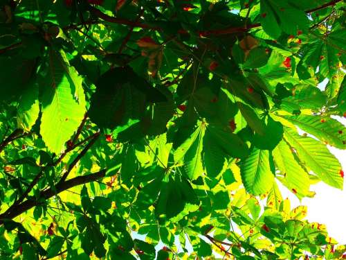 Chestnut Leaves Leaves Leaf Green Chestnut Tree