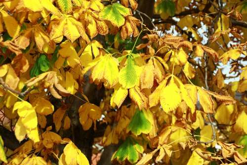 Chestnut Tree Leaves Yellow Park Tree Close-Up