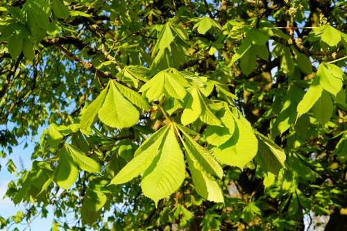 Chestnut Tree Ordinary Rosskastanie Branches Leaves