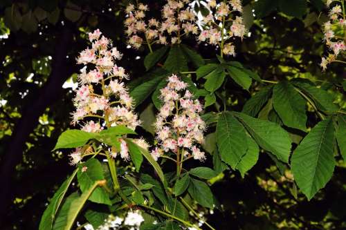 Chestnut Tree Blossom Bloom Inflorescence