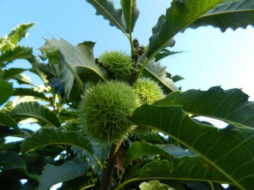 Chestnuts Nature Tree Outdoors Plant