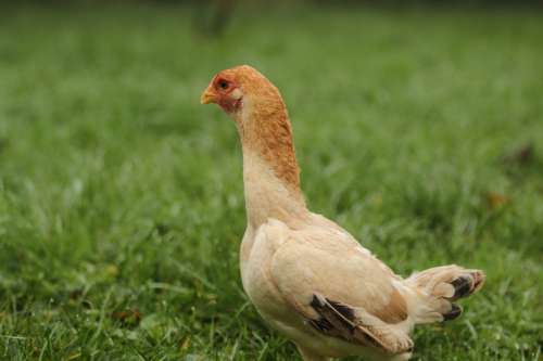 Chicken Farm Poultry