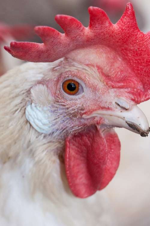 Chicken Poultry Farm Animal Hen Eye View Bill
