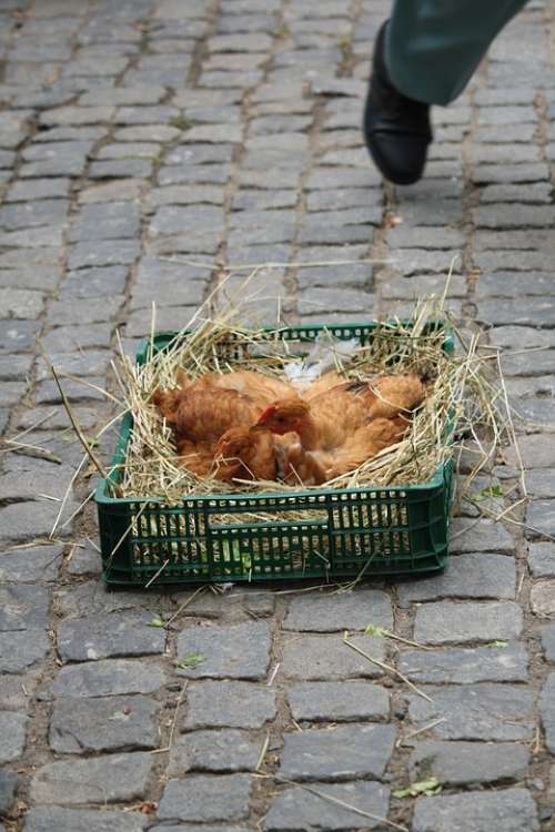 Chicken Market Rooster Basket