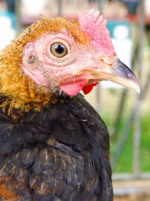 Chicken Hen Bird Portrait Head Beak