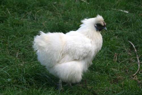 Chicken Poultry Animal White
