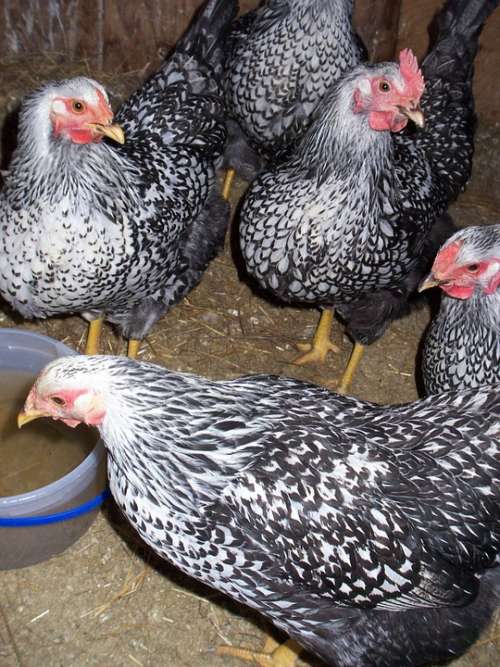 Chicken Hen Farm Poultry Livestock Feather Beak