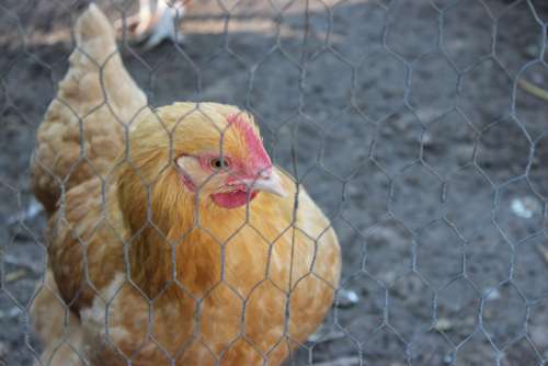 Chicken Bird Poultry Animal Farm Fence Domestic