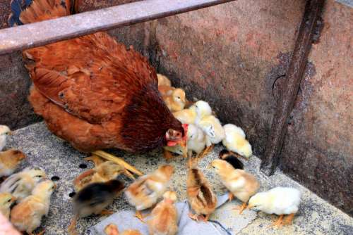 Chicken Chicks Feeding Hen Mother Poultry Birds
