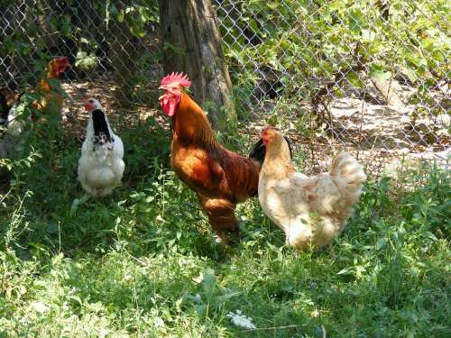 Chicken Chickens Farm Garden Hen Hens Rooster