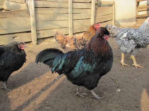 Chicken Coop Hens Birds Poultry