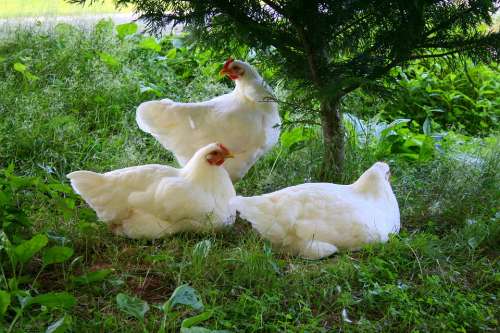 Chickens Hens White Farm Animal Bird Farming