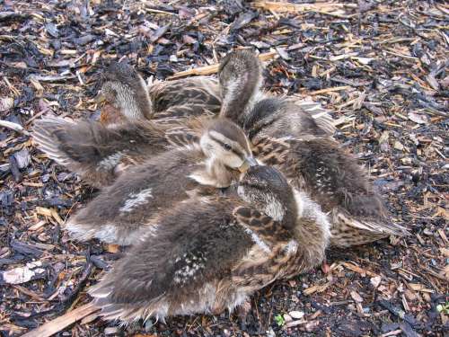 Chicks Small Ducks Fluff Hunger