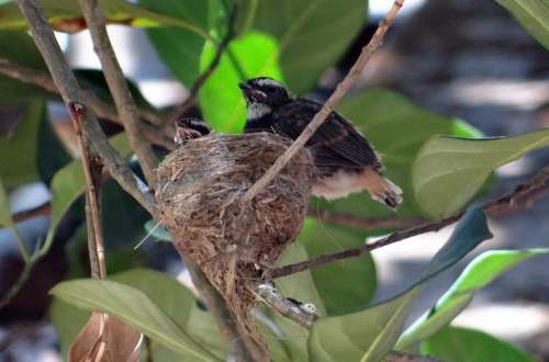 Chicks Fledglings White-Throated Fantail Flycatcher