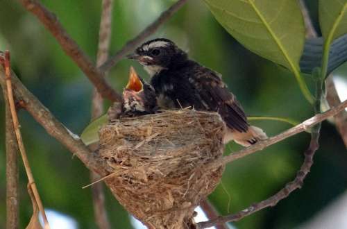 Chicks Fledglings White-Throated Fantail Flycatcher