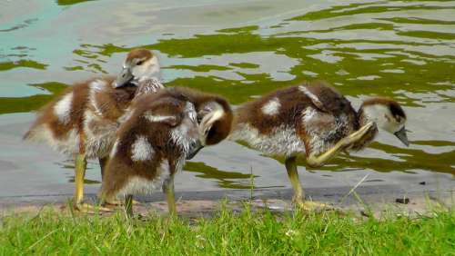 Chicks Egyptian Goose Chick Sweet Cute Creature