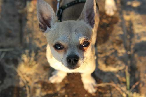 Chihuahua Dog Little Dog Cute Small Image Sun Ray