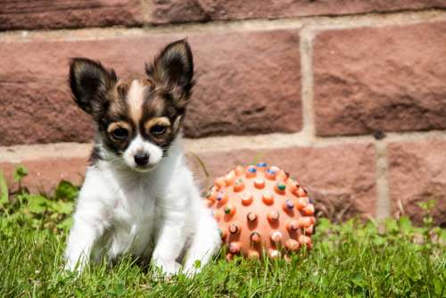 Chihuahua Puppy Animals Dogs Ball Young